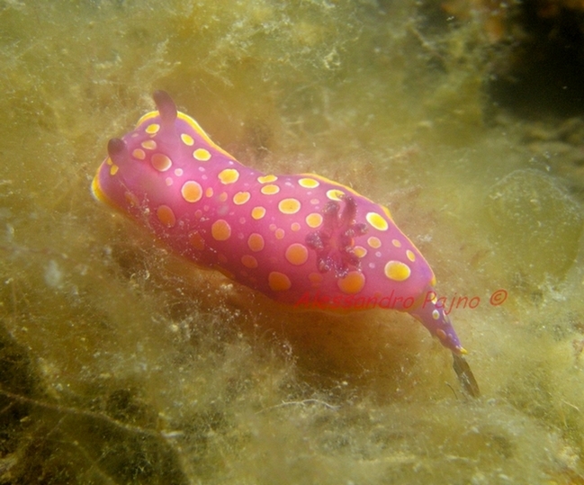 Chromodoris luteorosea (Rapp, 1827)